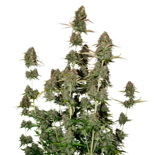 Auto BCN Power Plant