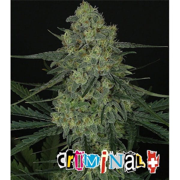 Criminal