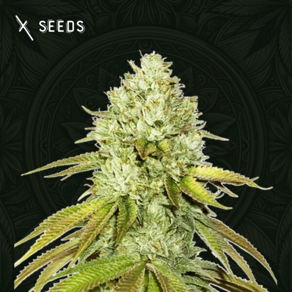 Tropical Piña X-Seeds comprar semillas de marihuana
