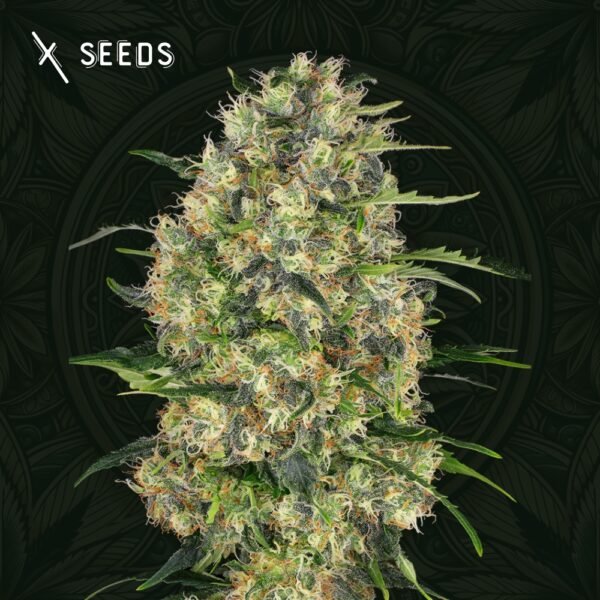 Black Domina X-Seeds comprar semillas de marihuana