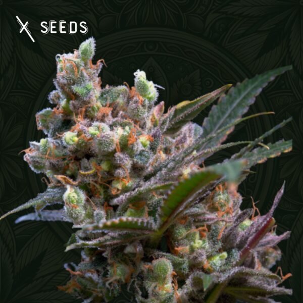 Kritical B X-Seeds comprar semillas de MARIHUANA